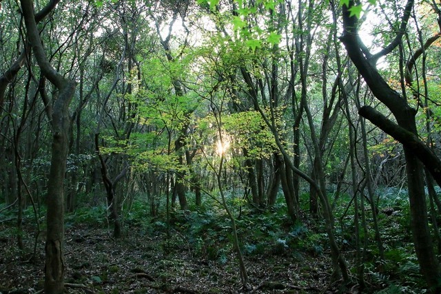 
Nếu đến vào ban ngày thì du khách có thể chụp được những cảnh đẹp trong khu rừng
