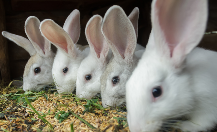 
Đến thời điểm hiện tại, mô hình nuôi thỏ của gia đình anh Lẹo đã có trên 100 con. Trong đó có 20 con thỏ giống và trên 50 con thỏ thương phẩm
