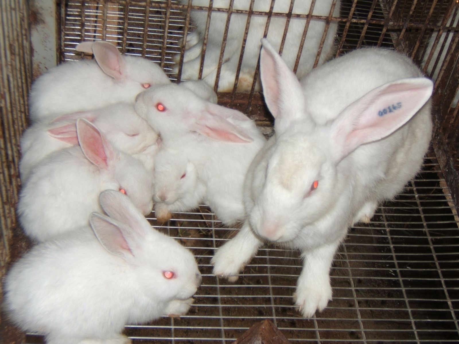 
Vào năm 2019, anh Lẹo đã quyết định đầu tư chuồng trại nuôi thử nghiệm 50 con thỏ New Zealand với số vốn đầu tư là gần 50 triệu đồng

