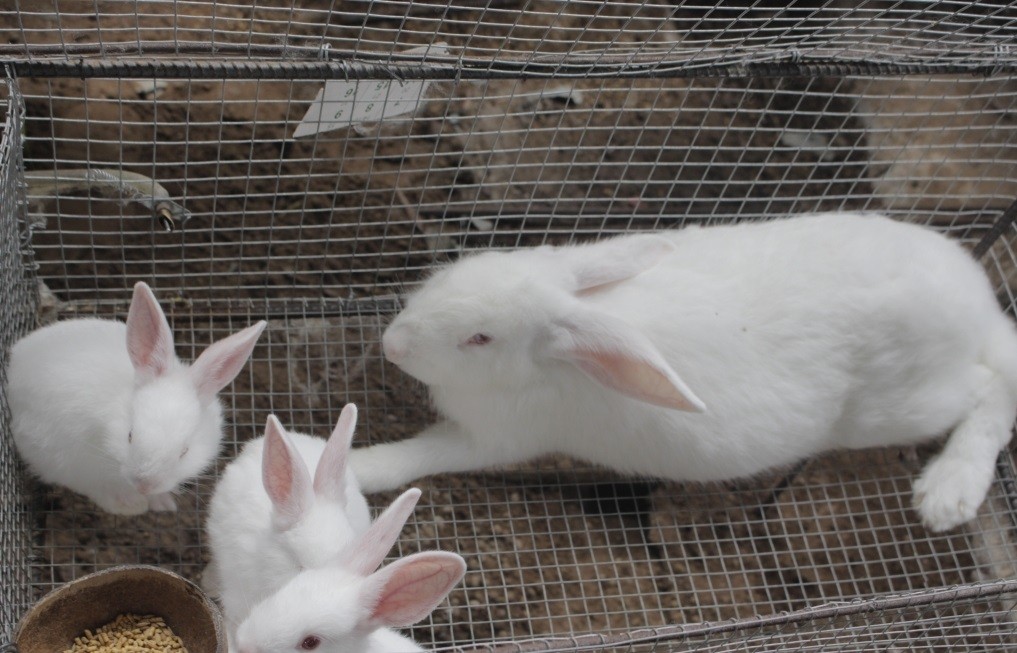 
Trung bình mỗi tháng từ việc bán thỏ thương phẩm và thỏ giống thì gia đình anh Lẹo lãi hơn 10 triệu đồng sau khi đã trừ hết các chi phí
