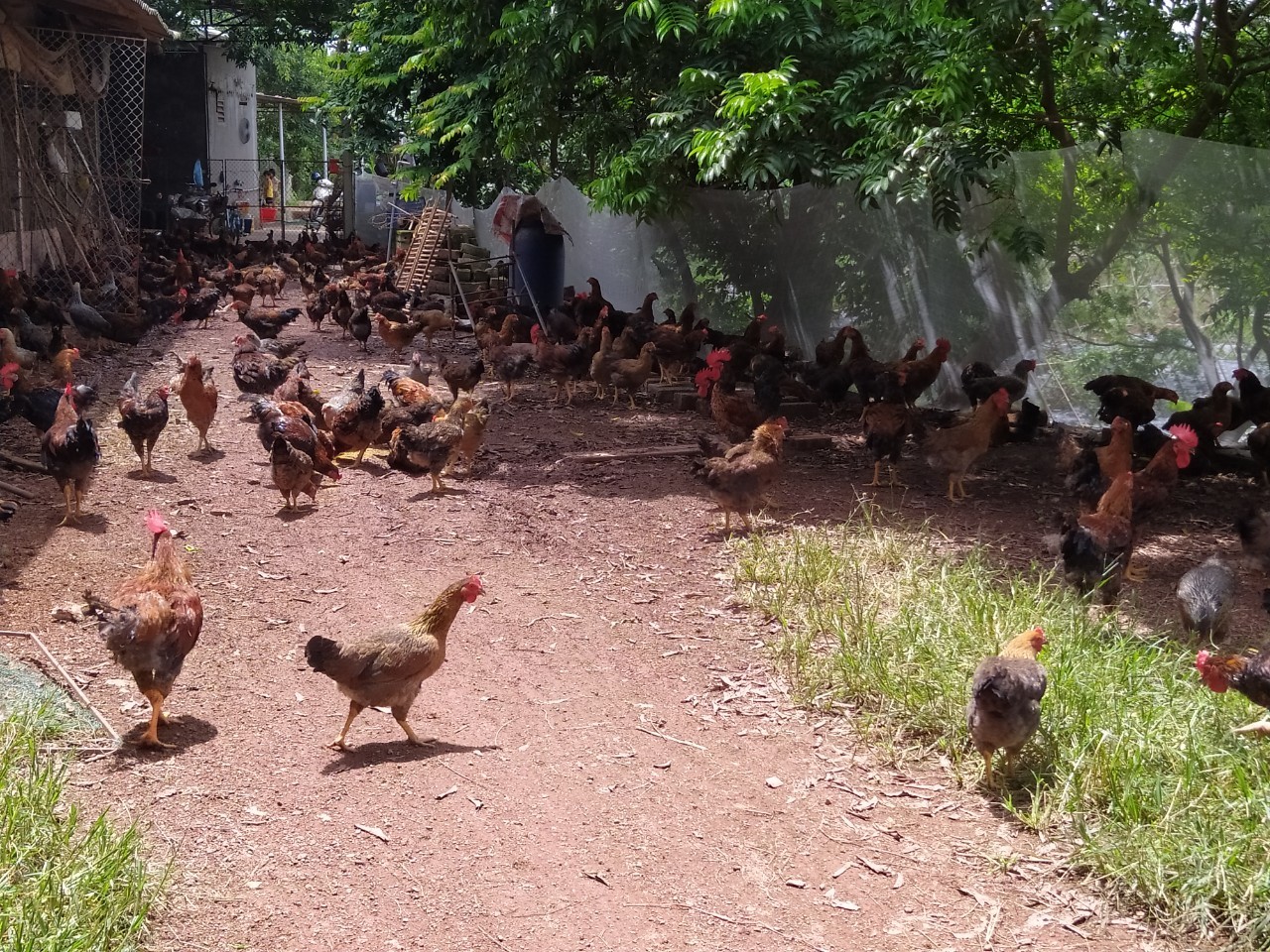 Giá gà thịt tăng cao đang là tín hiệu vui đối với người chăn nuôi