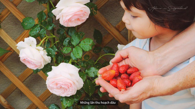 Những lần thu hoạch dâu tây cùng cậu con trai nhỏ