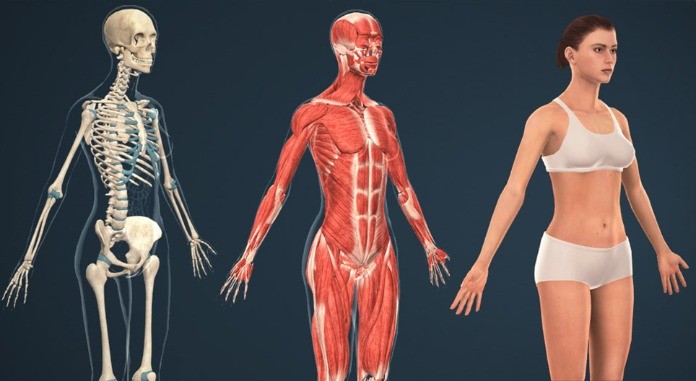 Anatomy có vai trò rất quan trọng và bắt buộc phải đưa vào chương trình giảng dạy