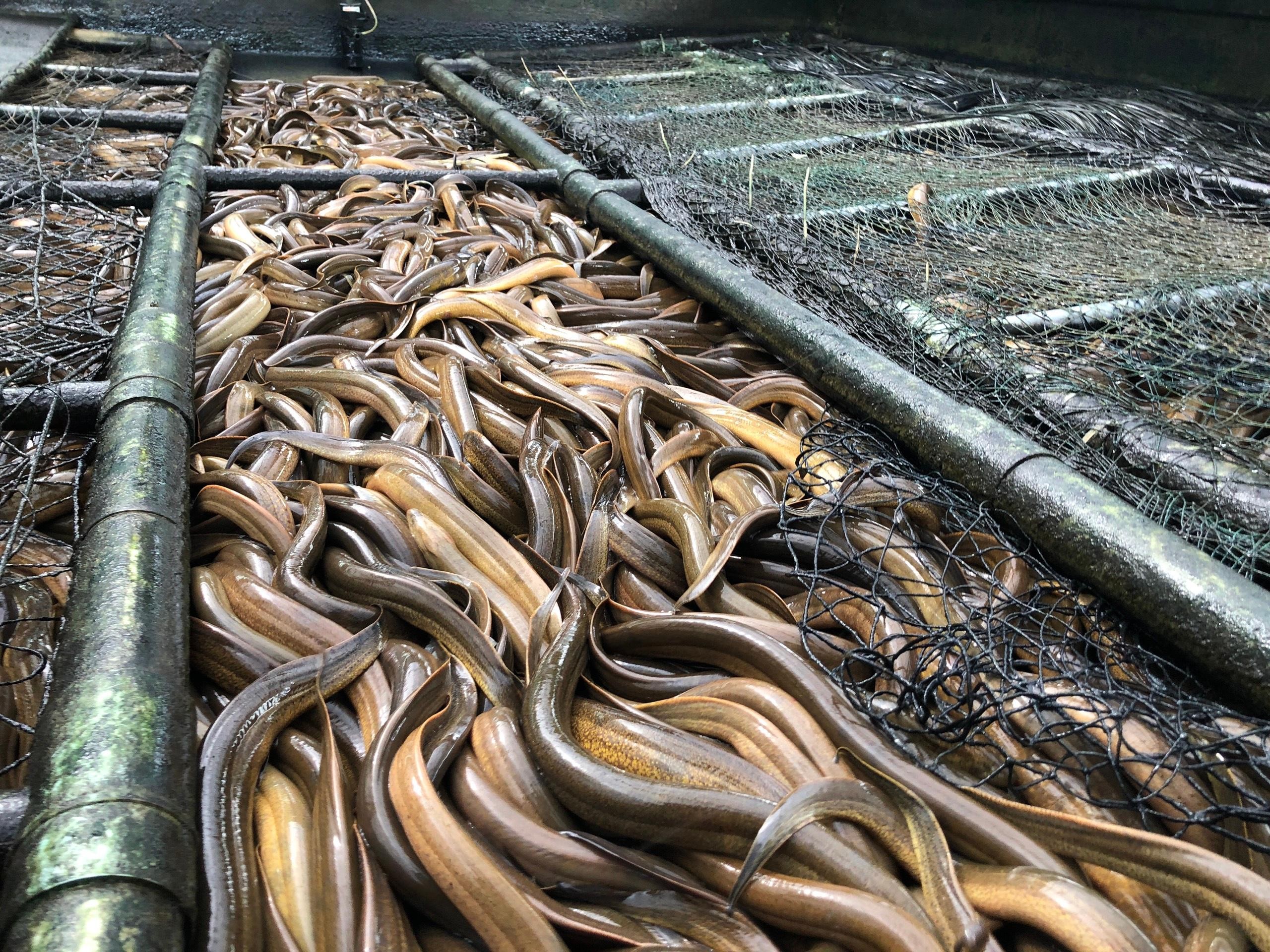 

Để đáp ứng nhu cầu của người tiêu dùng, mô hình nuôi lươn không bùn kiểu mới đã được nuôi thử nghiệm tại nhiều địa phương và cho nhiều kết quả tích cực từ đó mang đến nguồn lợi nhuận cao dành cho người chăn nuôi
