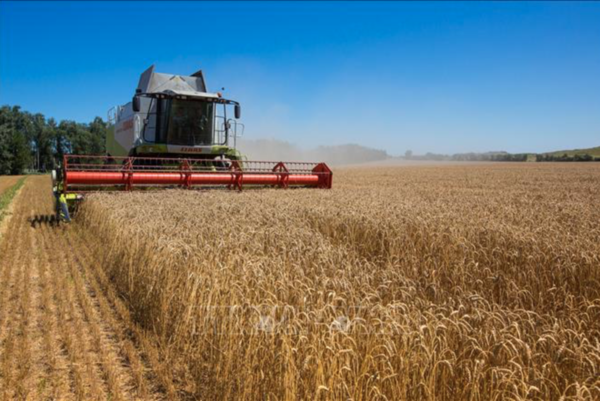
Thu hoạch ngũ cốc trên cánh đồng ở vùng Khmelnytskyi, Ukraine
