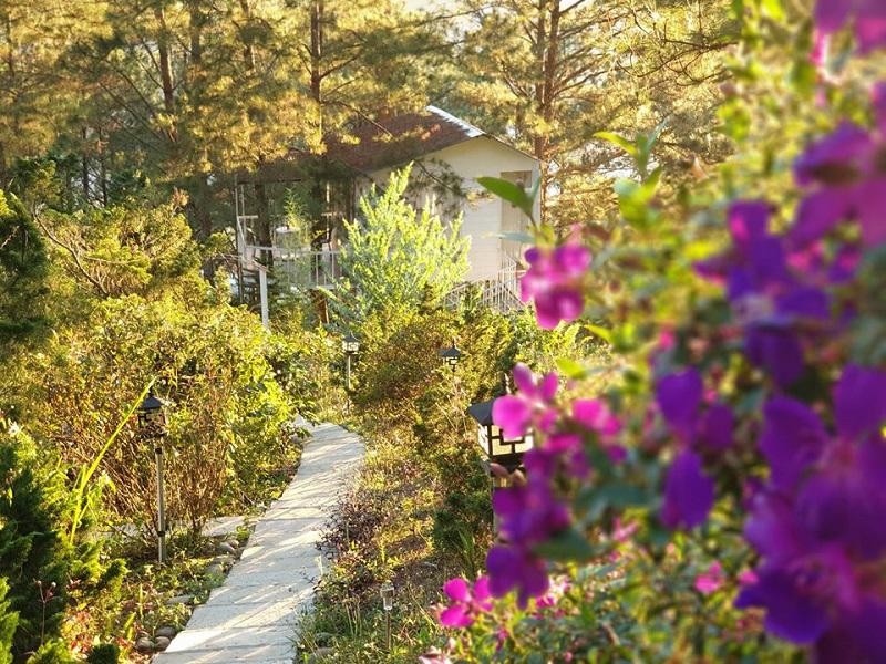Pine Hill chính là một nơi để du khách tránh xa khói bụi thành phố, ồn ào nơi đô thị. Ảnh sưu tầm
