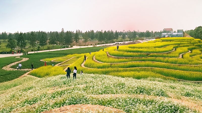 
The Phoenix Garden, khu sinh thái nổi tiếng với những cánh đồng hoa hình ruộng bậc thang tại huyện Đan Phượng
