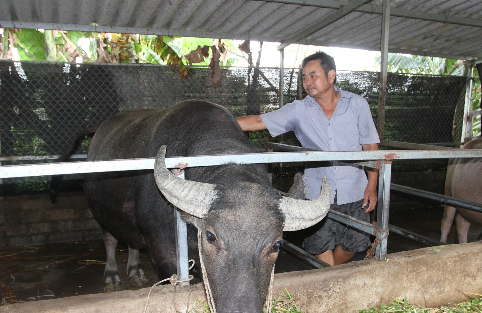 
Ông Đồng Văn Thành ngụ tại xóm Na Cảnh 2, xã Bá Xuyên, TP. Sông Công, tỉnh Thái Nguyên đã được vay 50 triệu đồng từ ngân hàng theo nguồn vốn hỗ trợ hộ nghèo để nuôi trâu bò vỗ béo
