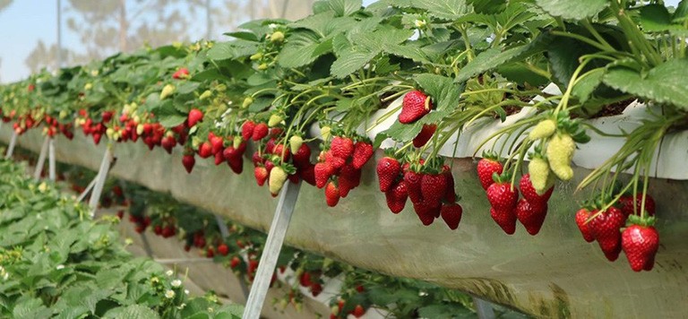 Những vườn dâu tây tại Đà Lạt đã quá nổi tiếng với du khách. Ảnh sưu tầm