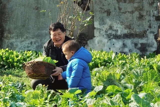 
Cậu con trai nhỏ theo ông bà đi thăm ruộng lúa, thăm vườn trồng rau của gia đình
