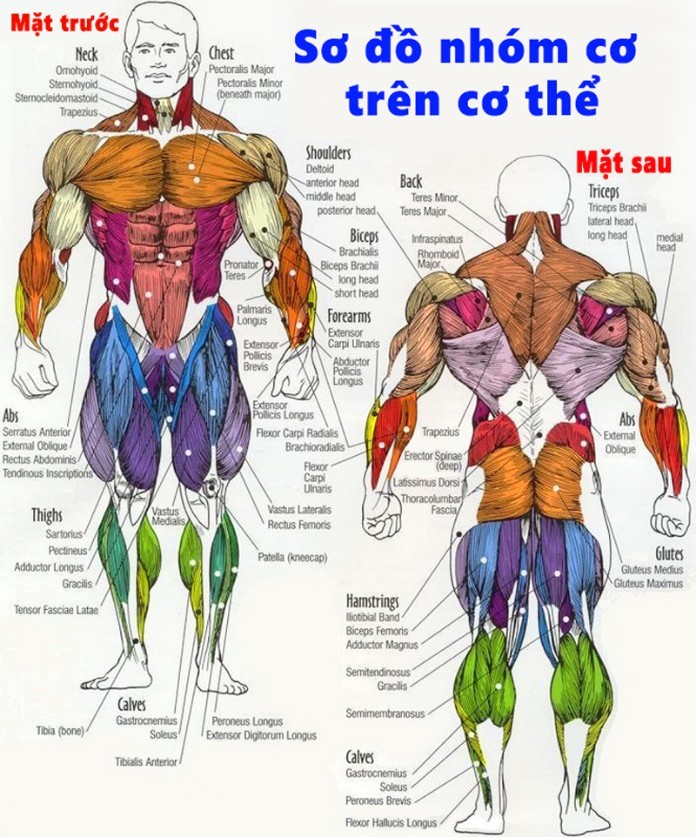 
Khoa học giải phẫu có nhiều chuyên ngành
