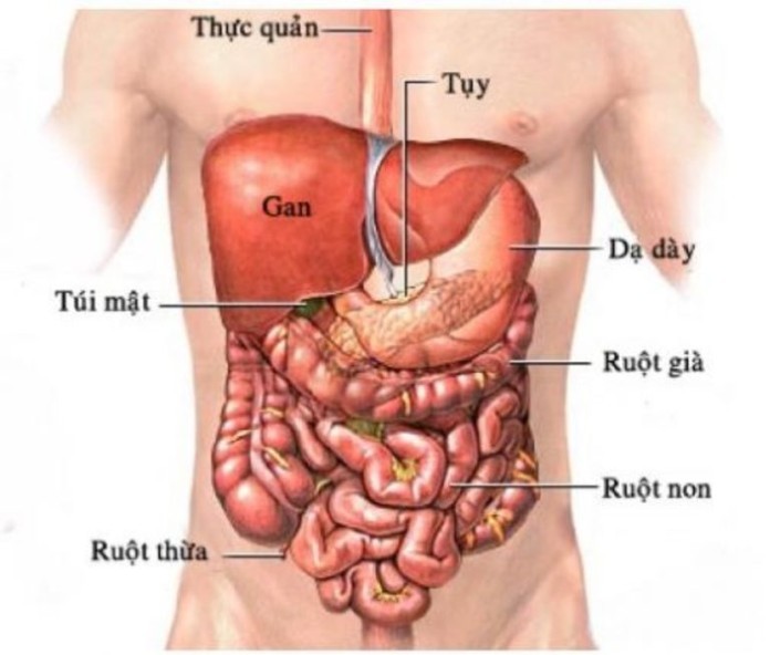 
Bạn đã hiểu rõ về cơ thể mình chưa?
