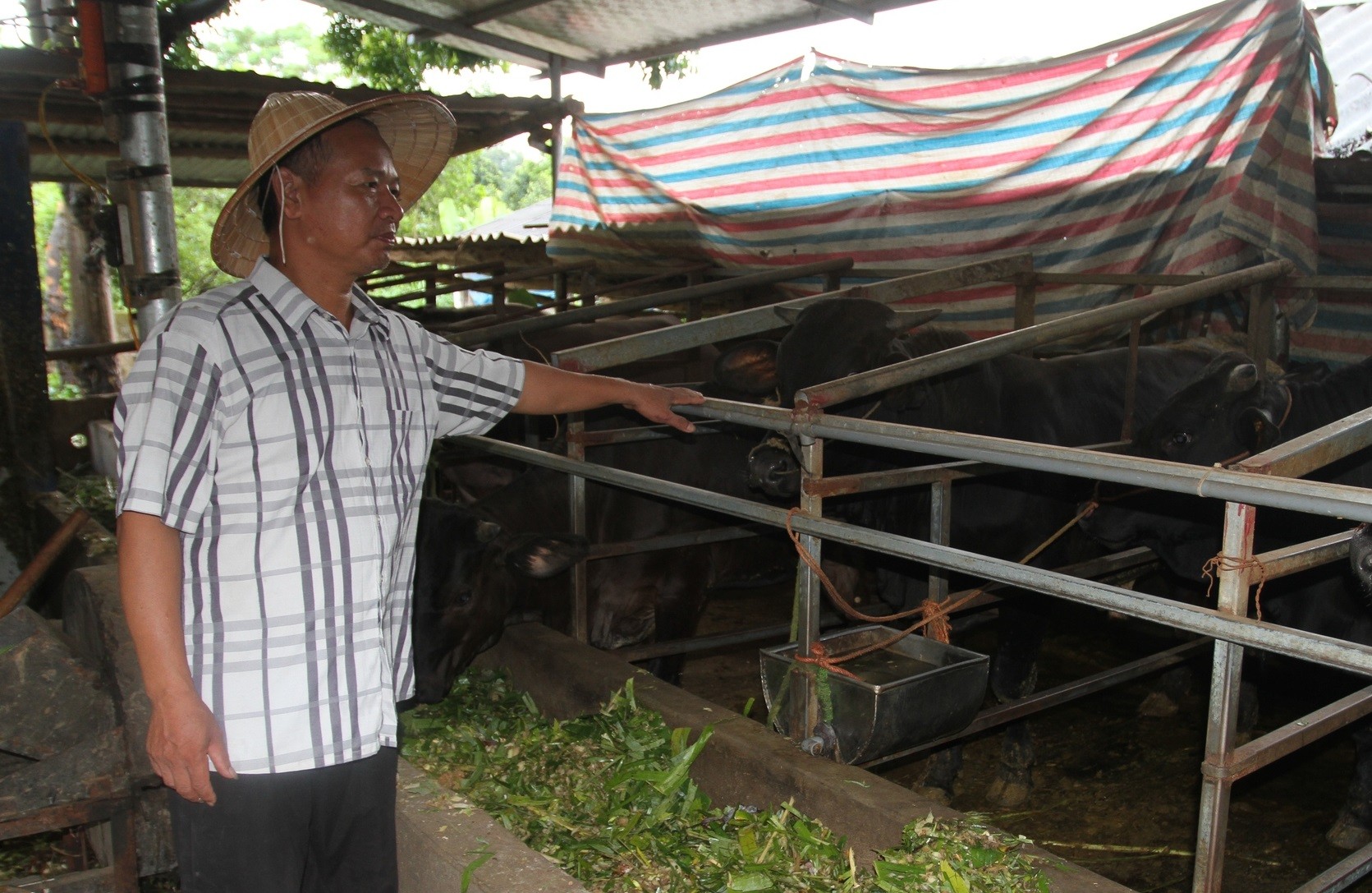
Bên cạnh việc nuôi gà thịt thì khoảng 5 năm trở lại đây, gia đình của ông Quang còn tiến hành nuôi bò 3B với số lượng hơn chục con gà mỗi năm

