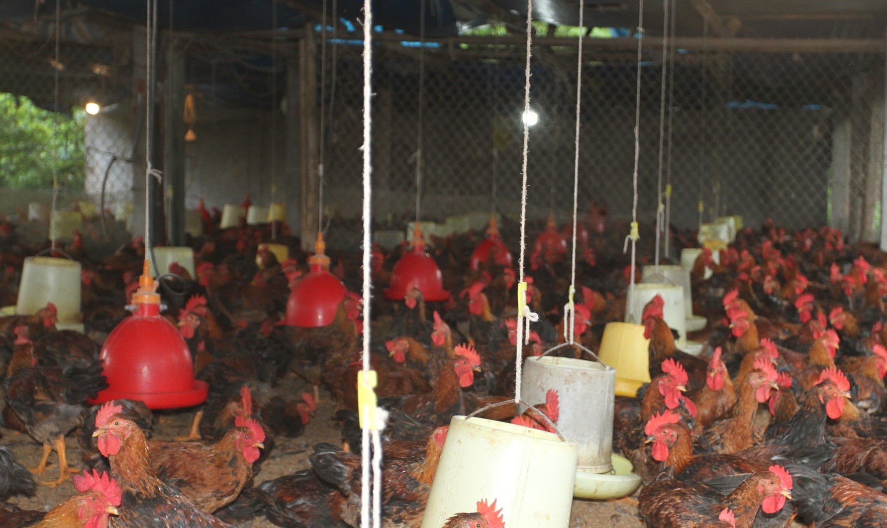 
Từ đầu năm đến hiện tại, gia đình của ông Quang đã tiến hành xuất bán được hai lứa gà với khoảng 30 tấn từ đó thu về được khoản lợi nhuận khoảng 400 triệu đồng
