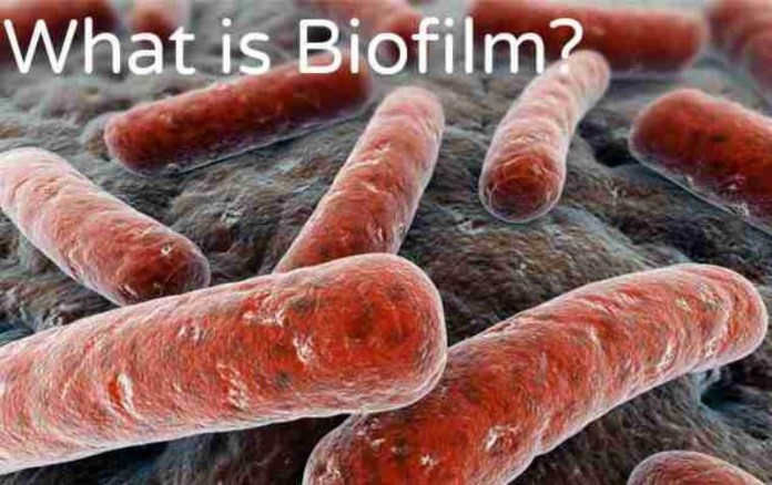 
Biofilm là gì?&nbsp;
