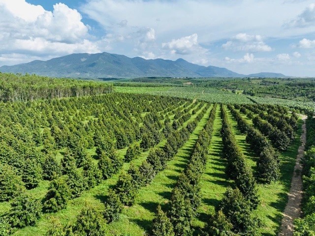 
Trong 200ha sầu riêng tại Việt Nam, HAGL đã có 60ha đang vào kỳ thi hoạch lứa đầu
