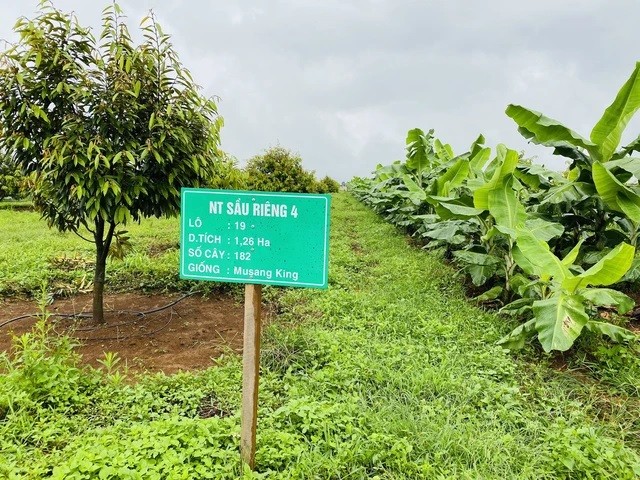 
Vườn sầu riêng của HAGL tại Lào,&nbsp;Musang King mới được các nông dân trồng ở Việt Nam trong thời gian 2 năm trở lại đây tại khu vực Tây Nguyên và Đồng Bằng Sông Cửu Long và là một trong những dòng được ưa chuộng hiện nay
