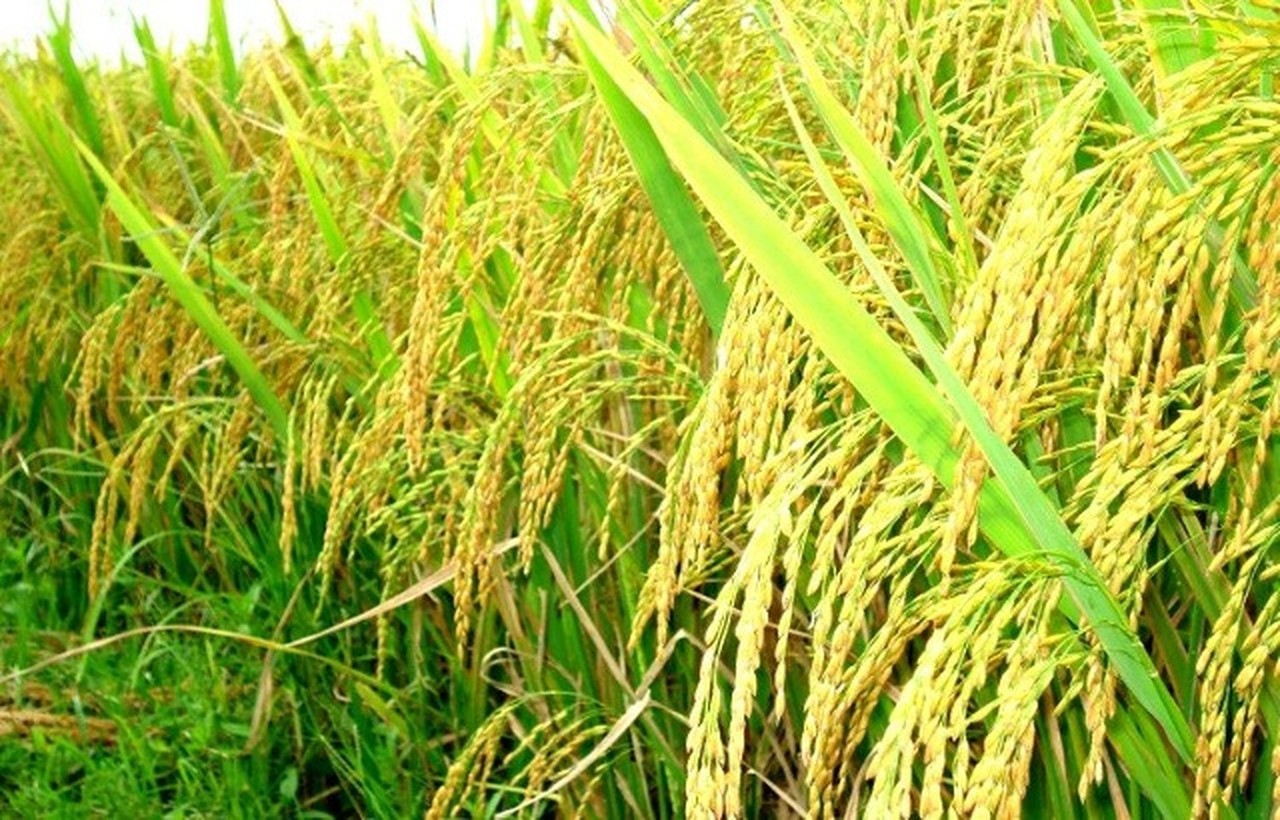 Dù có vai trò vô cùng trọng yếu trong cuộc sống nhưng hiện nay thế giới đang phải đối mặt với vấn nạn cây thực phẩm bẩn.