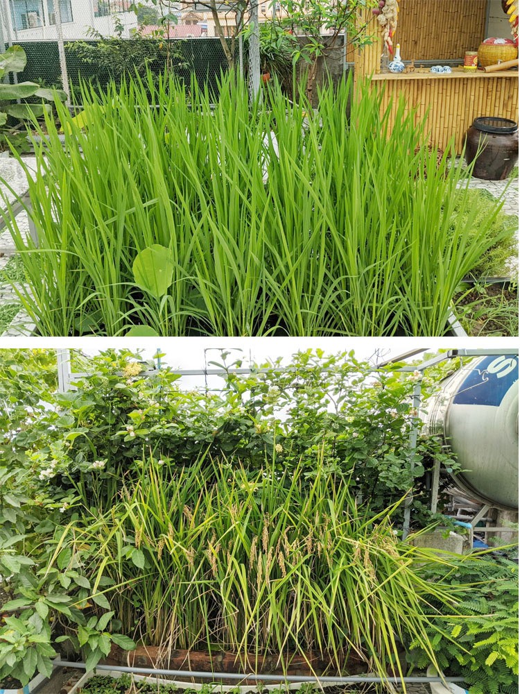 
Anh Hồng đã tự tay trồng lúa trên khu vườn sân thượng nhà mình
