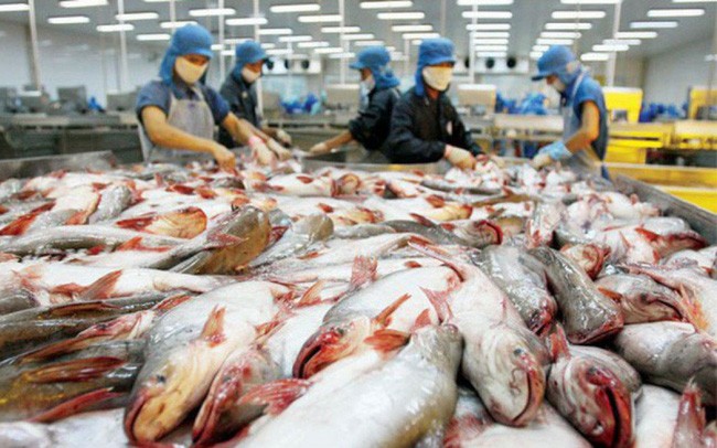 
Nhiều công ty xuất khẩu cá tra cũng đã ghi nhận mức tăng doanh số cao trong nửa đầu năm 2022
