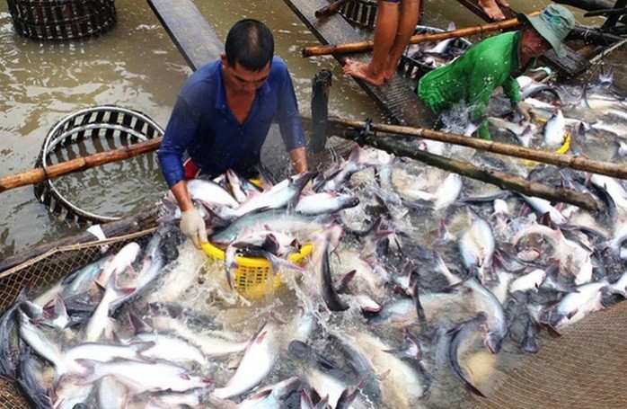 
Vào năm 2000, công ty Agifish đã được nhà nước trao tặng danh hiệu “Anh Hùng Lao Động” và đã trở thành một trong những doanh nghiệp hàng đầu của Việt Nam trong ngành thủy sản
