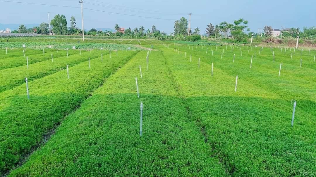 Nhót là cây rau dại, sức sinh trưởng mạnh nhưng khi đưa vào nhân giống và trồng thử nghiệm thì lại gặp khó khăn