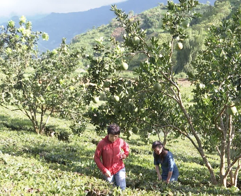 

Chị Liên cho hay, lúc mới bắt tay vào việc phát triển kinh tế, gia đình của chị gặp nhiều khó khăn bởi thiếu kinh nghiệm và không có vốn để đầu tư
