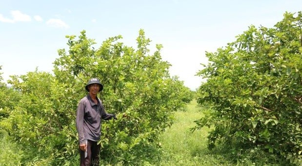 

Ông nông dân này cho hay, thời điểm năm 2017 đã đầu tư thuê 30ha đất tại Ninh Sơn để trồng khoai lang Đà Lạt
