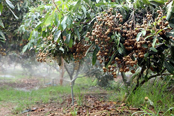 
Khi nói về việc phát triển mô hình trồng cây ăn quả trong thời gian tới, chị Phương cho hay, với suy nghĩ làm thế nào để có thể mang đến hiệu quả kinh tế cao nhất và bền vững thì chị đã quy hoạch xây dựng nên mô hình bài bản
