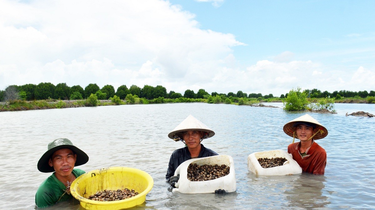 

Bên cạnh nuôi tôm công nghệ cao, khoảng thời gian 2 năm nay ông Hoài còn phát triển mô hình nuôi sò huyết trong vuông tôm quảng canh
