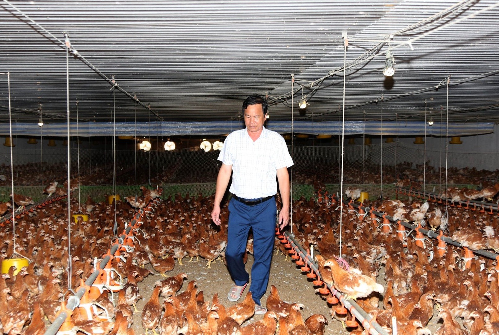 
Đến hiện tại, sau thời gian 14 năm lăn lộn và trải qua nhiều khó khăn, thử thách thì ông Nguyễn Tiến Nam trú tại xã Phước Minh, huyện Dương Minh Châu, Tây Ninh đã là chủ của trang trại 5.000 con heo và 230.000 con gà

