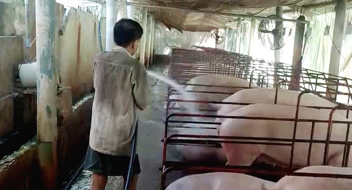 Ông Năm Truyền cho biết, sau trận dịch tả heo Châu Phi năm 2017, 2 trong 3 trang trại nuôi heo chết hết. Rút kinh nghiệm và để có thể duy trì được nghề nuôi heo thì ông Năm Truyền đã tiến hành siết chặt kiểm soát dịch bệnh bằng việc nuôi heo sinh học