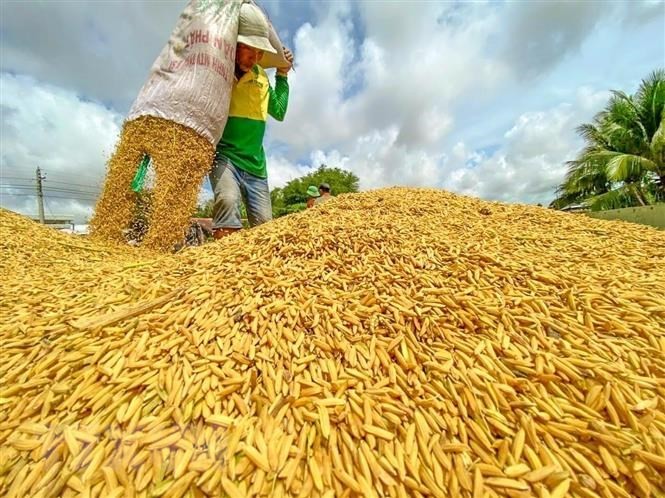 
Ấn Độ mới đây đã ban hành quyết định cấm xuất khẩu gạo tấm đồng thời cũng áp thuế xuất khẩu 20% đối với một số loại thóc và gạo
