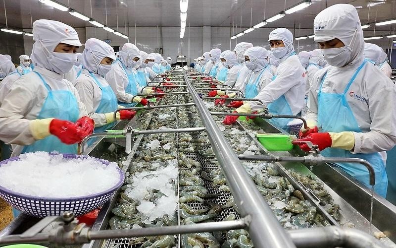 
Nhiều doanh nghiệp xuất khẩu tôm Việt Nam đang giảm dần hoạt động xuất khẩu sang thị trường Mỹ
