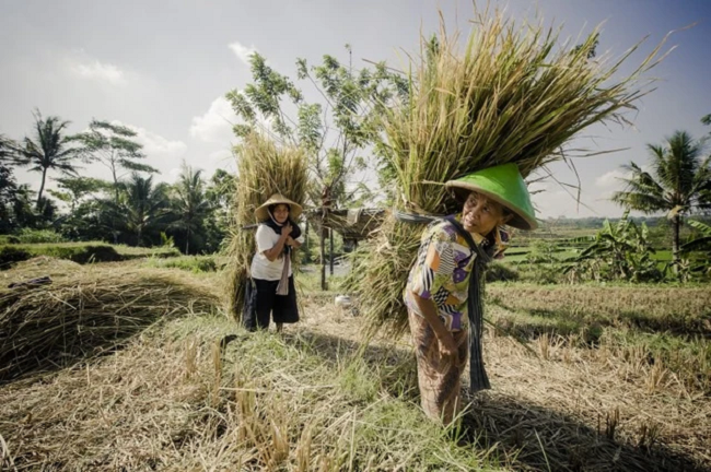 
Thái Lan và Việt Nam là những thị trường xuất khẩu gạo lớn trên thế giới&nbsp;
