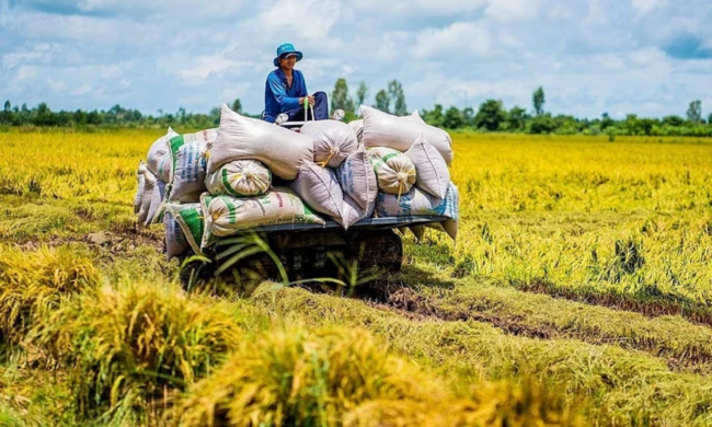
Ấn Độ ban hành lệnh cấm xuất khẩu gạo, điều này gây nên những ảnh hưởng không đồng đều tại châu Á
