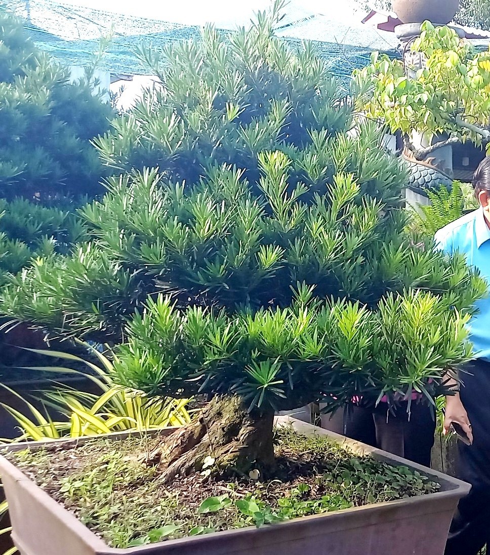 

Nghệ nhân Trịnh Minh Tân cho hay, việc trồng vạn niên tùng khá là đơn giản, cây vạn niên tùng lớn nhanh chỉ cần bón phân và tưới nước như bình thường. Mặc dù vậy thì cây hay bị sâu phá, vậy nên, cứ 1 - 2 tháng thì cây ra đọt/lần
