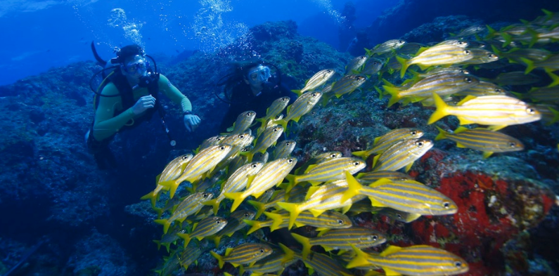 Ngành hải dương học là một ngành khoa học tập trung vào việc nghiên cứu, phân tích và giải thích tất cả các quá trình hóa học vật lý và sinh học xảy ra ở Trái đất bằng nước. Ảnh minh họa