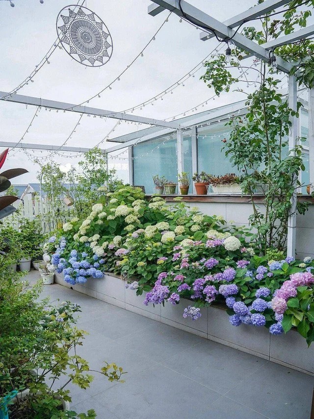 
Khu vườn trên sân thượng với đủ các loài hoa mà Tiểu Mẫn yêu thích
