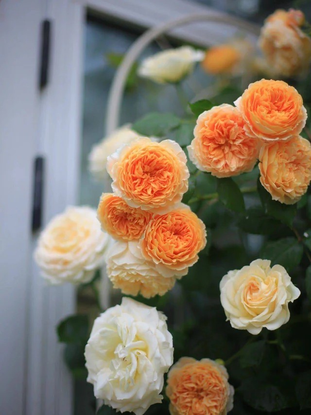 
Hoa hồng được trồng khá nhiều trong khu vườn của Tiểu Mẫn
