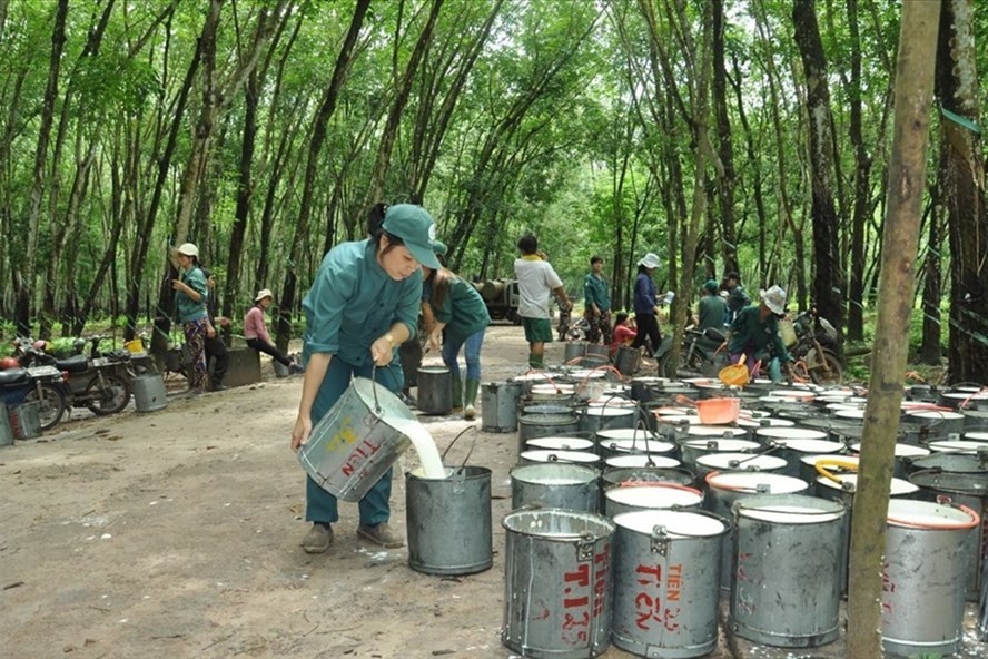 
Việt Nam đã xuất khẩu cao su sang một số nước khác như Ấn Độ, Nga, Hàn Quốc, Thổ Nhĩ Kỳ, Indonesia, Brazil
