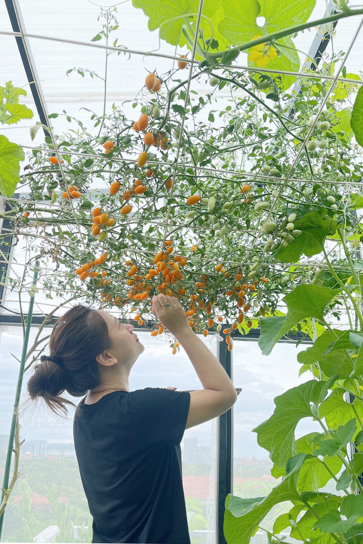 
Giàn cà chua Nova chín mọng chị Hoài Thu dùng để ăn sống, sau 5 tháng vẫn ra quả liên tục
