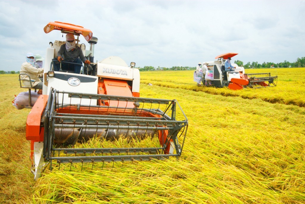 

Và tính đến ngày 15/9/2022, các địa phương đã thu hoạch được 1.830,1 nghìn ha lúa hè thu và chiếm 95,5% diện tích gieo cấy, bằng 100,3% cùng kỳ năm trước
