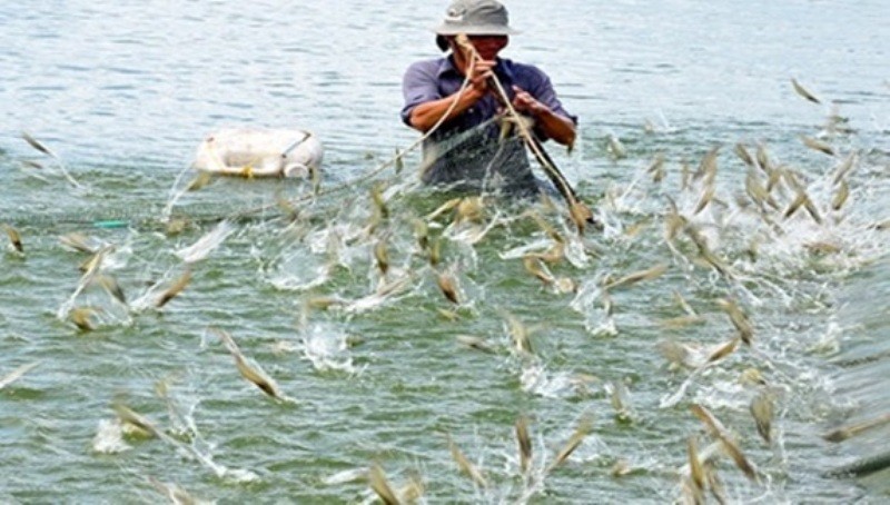 
Sản lượng tôm sú trong quý 3 cũng đạt 84,2 nghìn tấn, so với cùng kỳ năm trước tăng 2,3%
