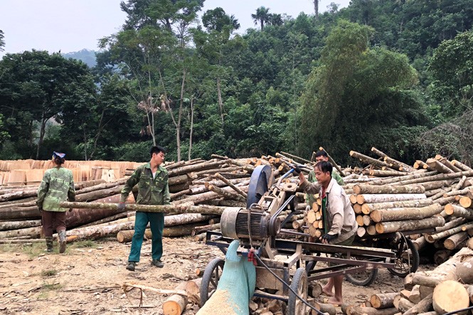 

Tổng cục Thống kê cho biết: “Lũy kế 9 tháng, sản lượng gỗ khai thác đạt 13,7 triệu m3, tăng 6,2%; sản lượng củi khai thác đạt 13,9 triệu ste, tăng 0,5%"
