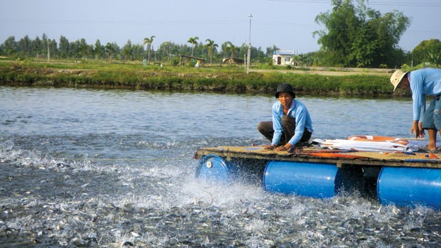 
Nuôi trồng cá tra phát triển khá là do giá cá tra nguyên liệu ở vùng Đồng bằng Sông Cửu Long tăng trong những tháng trở lại đây và nhu cầu của thị trường thế giới cũng tăng khá cao
