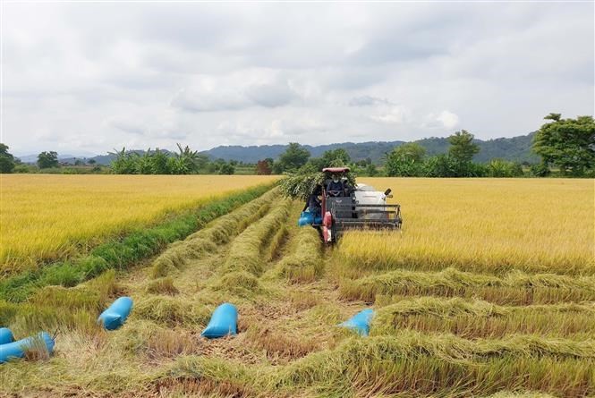 
Đối với giá lúa tại khu vực Đồng bằng sông Cửu Long, hiện các doanh nghiệp đang thu mua lúa tươi với mức giá dao động trong khoảng từ 6.200- 6.700 kg/kg đối với các giống như OM18, OM5451, Đài Thơm 8…&nbsp;Ảnh minh họa
