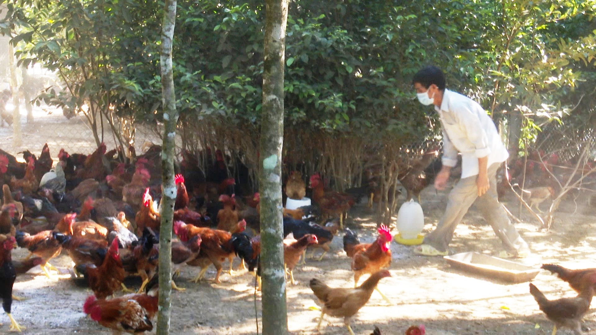 
Thời gian khoảng 12 năm về trước, nắm bắt được nhu cầu của thị trường về gà thịt chất lượng cao thì vợ chồng của ông Phan Văn Hoạt đã bàn tính đầu tư xây dựng chuồng trại nuôi giống gà thả vườn
