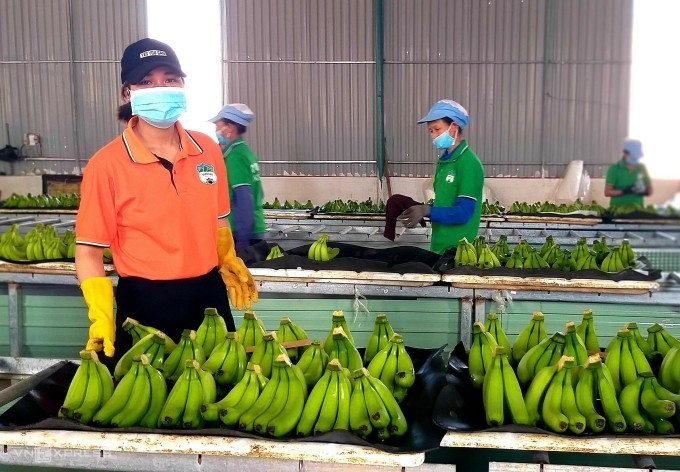 Xưởng đóng gói chuối của Hoàng Anh Gia Lai tại Tây Nguyên