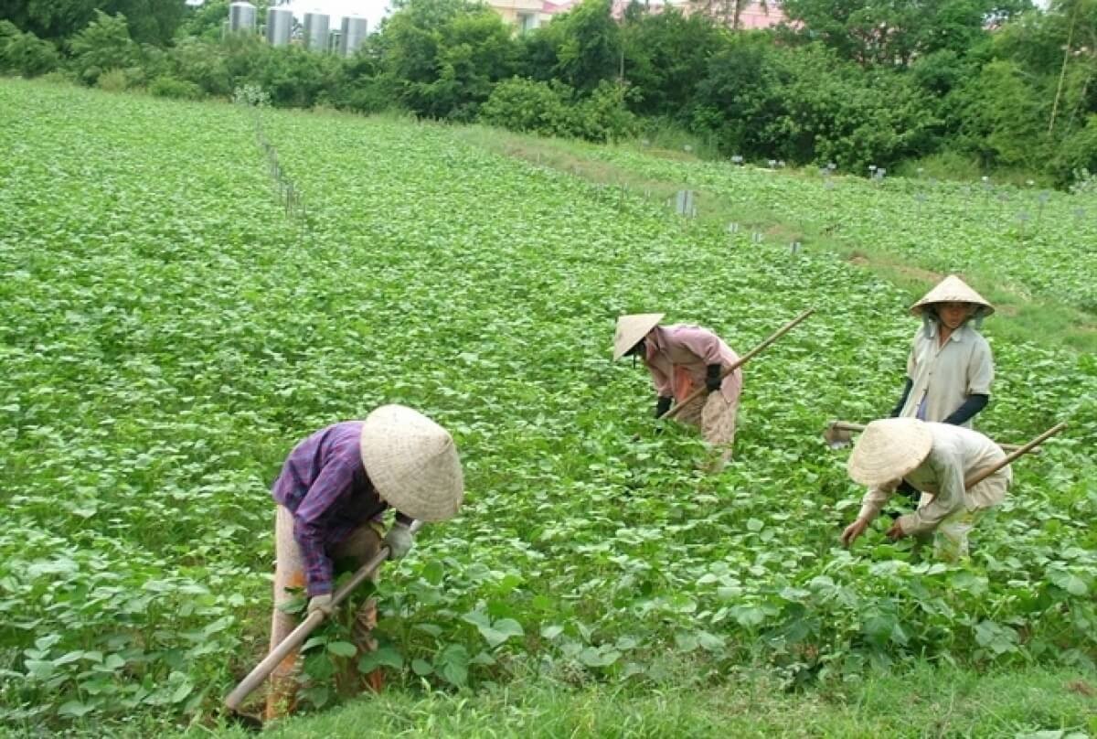 Đất thổ canh là đất nông nghiệp